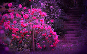 Stunning Vibrant Colors In A Swirled Abstract Design Wallpaper