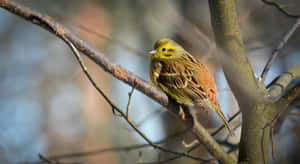 Stunning Vibrant Yellowhammer On A Branch Wallpaper