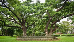 Stunning View Of Chennai Botanical Garden Wallpaper