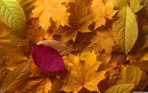 Stunning View Of Golden-hued Forests As The Leaves Of Early Fall Dance In The Gentle Wind Wallpaper