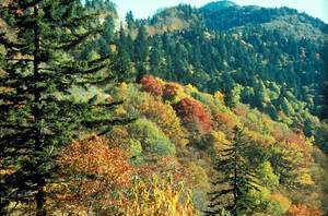 Stunning View Of The Great Smoky Mountains Wallpaper