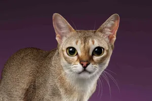 Stunning View Of The Vibrant Singapore Skyline At Dusk Wallpaper