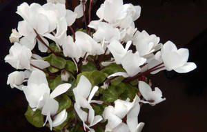 Stunning White Cyclamen In Full Bloom Wallpaper