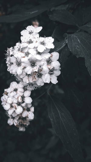 Stunning White Flowers Aesthetic Wallpaper