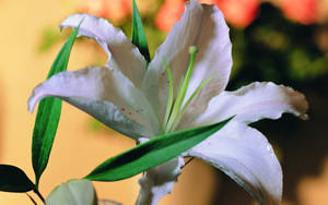 Stunning White Lily Flower Wallpaper