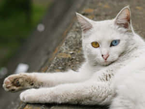 Stunning White Turkish Angora Cat Wallpaper