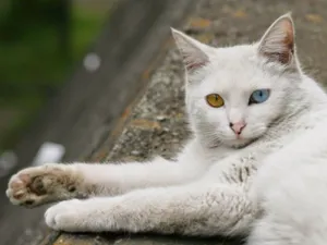 Stunning White Turkish Angora Cat Wallpaper