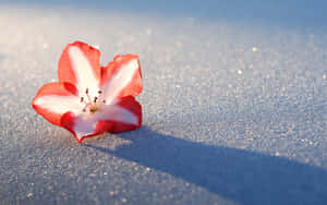 Stunning Winter Flowers Blooming In The Snow Wallpaper