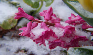 Stunning Winter Flowers In Full Bloom Wallpaper