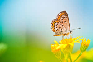 Stunning Yellow Butterfly In Nature Wallpaper