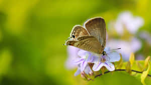 Stunning Yellow Butterfly In Nature Wallpaper