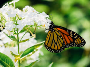 Stunning Yellow Butterfly On A Blossom Wallpaper