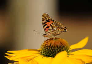 Stunning Yellow Butterfly On A Blossoming Flower Wallpaper