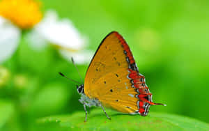 Stunning Yellow Butterfly On A Purple Flower Wallpaper