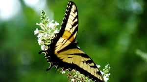 Stunning Yellow Butterfly Perched On Flowers Wallpaper