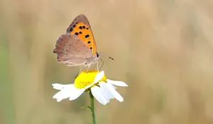 Stunning Yellow Butterfly Perched On Flowers Wallpaper