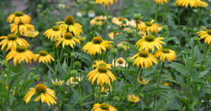 Stunning Yellow Coneflower In Bloom Wallpaper