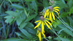 Stunning Yellow Coneflower In Full Bloom Wallpaper