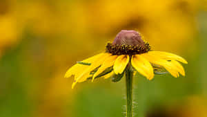 Stunning Yellow Coneflower In Full Bloom Wallpaper