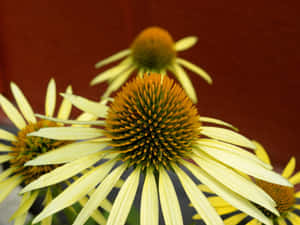 Stunning Yellow Coneflower In Full Bloom Wallpaper