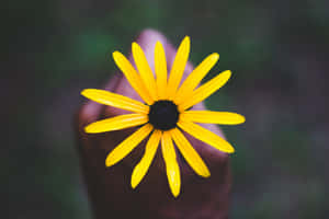 Stunning Yellow Daisy In Bloom Wallpaper