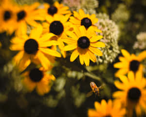 Stunning Yellow Daisy In Full Bloom Wallpaper