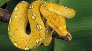 Stunning Yellow Snake Close-up Wallpaper