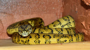 Stunning Yellow Snake Coiled And Ready Wallpaper