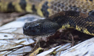 Stunning Yellow Snake Coiled And Ready To Strike Wallpaper