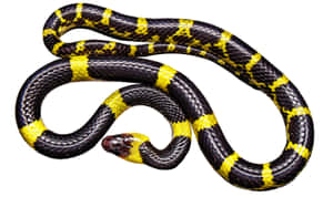 Stunning Yellow Snake Gracefully Traversing The Branches Wallpaper