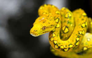 Stunning Yellow Snake In Natural Habitat Wallpaper