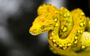 Stunning Yellow Snake In Natural Habitat Wallpaper