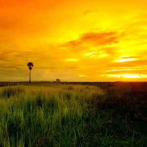 Stunning Yellow Sunset Over The Ocean Wallpaper