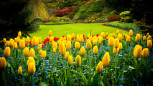 Stunning Yellow Tulips In Full Bloom Wallpaper