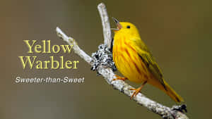 Stunning Yellow Warbler Perching On A Branch Wallpaper