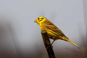 Stunning Yellowhammer Bird Perched On A Branch Wallpaper