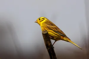 Stunning Yellowhammer Bird Perched On A Branch Wallpaper