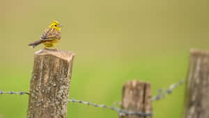 Stunning Yellowhammer Perched On A Branch Wallpaper