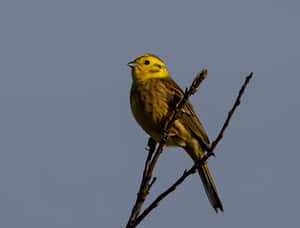 Stunning Yellowhammer Perched On A Branch Wallpaper