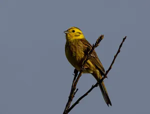Stunning Yellowhammer Perched On A Branch Wallpaper
