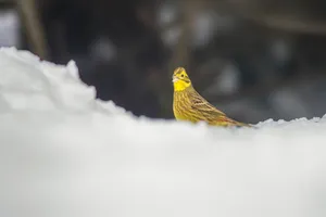 Stunning Yellowhammer Perched On A Branch Wallpaper