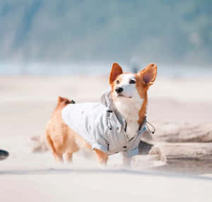 Stylish Corgi On Beach Wearing Jacket Wallpaper