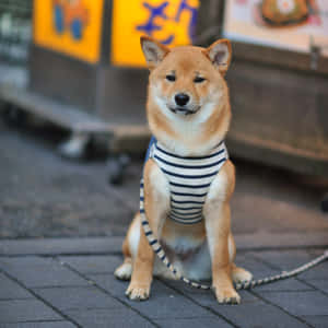 Stylish Shiba Inuin Striped Shirt Wallpaper
