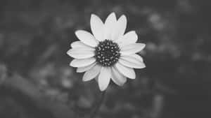 Sublime Simplicity - Black And White Aesthetic Flower Wallpaper