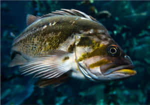 Sublime Underwater Snapshot Of A Quillback Rockfish Wallpaper