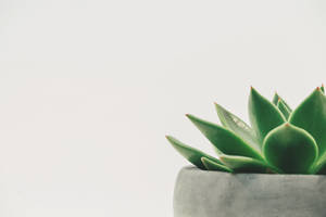 Succulent Mac 4k Wallpaper