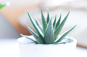 Succulentin White Pot Wallpaper