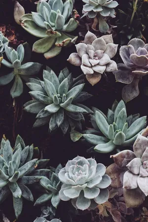 Succulents Beautiful Phone Wallpaper