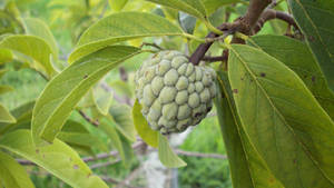 Sugar Apple Known As Custard Apple Wallpaper