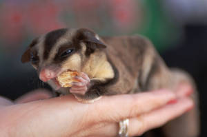 Sugar Glider Being Fed Wallpaper